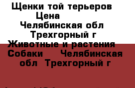 Щенки той терьеров › Цена ­ 7 000 - Челябинская обл., Трехгорный г. Животные и растения » Собаки   . Челябинская обл.,Трехгорный г.